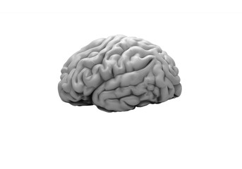 Gray brain on the white background