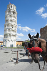 Fototapeta premium A horse in Pisa, Italy