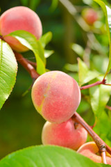 The peach, Prunus persica,