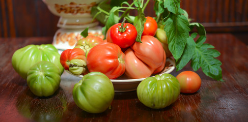 The tomato (Solanum lycopersicum)