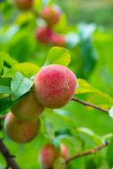 The peach, Prunus persica,