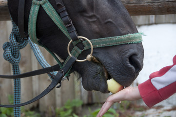 karmienie konia jabłkiem © agnieszkalll