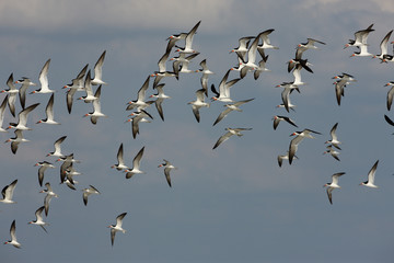 Black skimmer, Rynchops niger