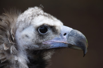 Eurasian black vulture Aegypius monachus