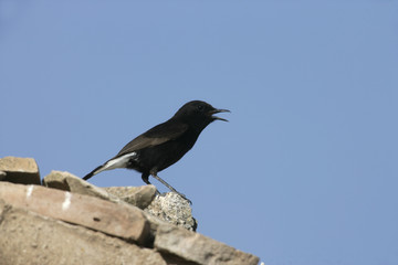 Black wheatear Oenanthe leucura
