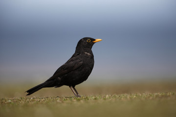 Blackbird Turdus merula