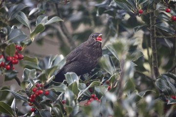 Blackbird Turdus merula