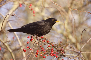 Blackbird Turdus merula