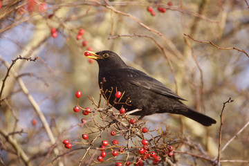 Blackbird Turdus merula