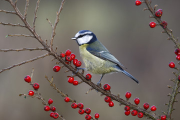 Blue tit, Parus caeruleus