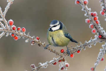 Blue tit, Parus caeruleus