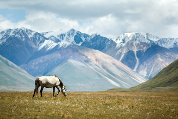 Fototapeta na wymiar Horse on colorful mountains background
