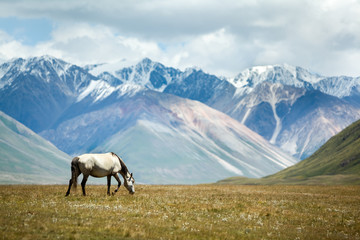 Horse on colorful mountains background