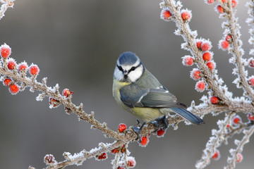 Blue tit, Parus caeruleus