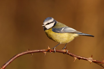 Blue tit, Parus caeruleus