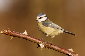 Blue tit, Parus caeruleus