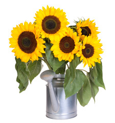Sunflowers in a water can isolated on white