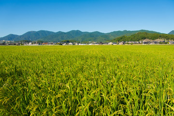 Fototapeta na wymiar rice ripe