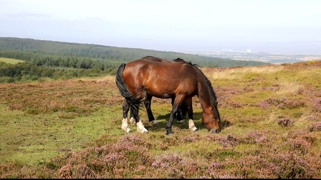 Wild ponies Quantock Hills Somerset England with purple heather
