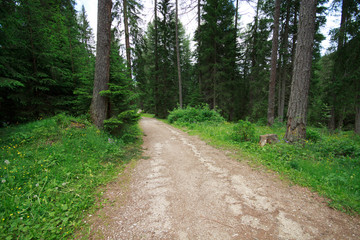 Fototapeta na wymiar lasu w pobliżu jeziora Braies