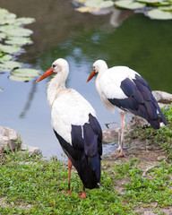 Two storks are at the lake