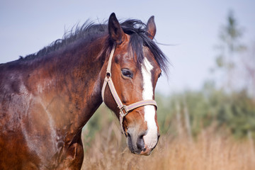 Chestnut horse in a field