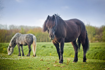 Beautiful horses in a field