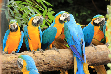 Macaws