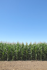 Agriculture, green corn field in early summer and sky