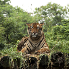Bengal Tiger