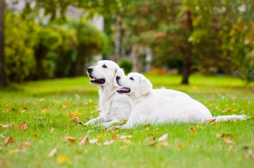 golden retriever dog and puppy together