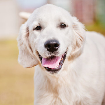 happy golden retriever puppy portrait
