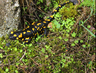 Salamander