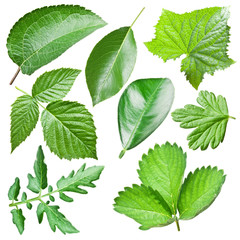 Green leaves collection.