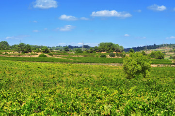 Fototapeta na wymiar winnic w Tarragona, Katalonia, Hiszpania