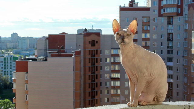 Calm cat sphinx sitting on balcony of high rise building