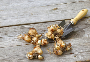Flower bulbs and shovel on the wooden table.