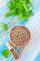 coriander