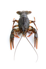 River crayfish isolated on white