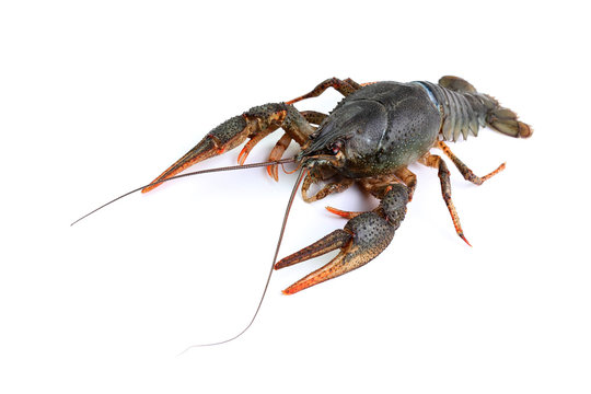 River crayfish isolated on white