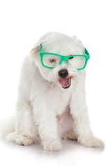 portrait of a dog in glasses.  Funny white dog in glasses