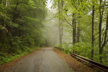 Obraz premium Road in autumn wood.