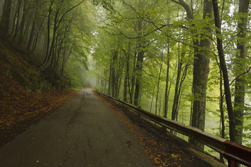 Obraz premium Road in autumn wood.