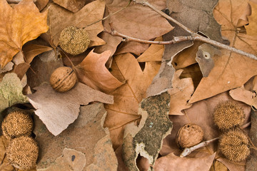 Autumn ground with leafs, nuts and seeds