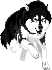 Naklejka premium rysunek wektor malamute rasy psów
