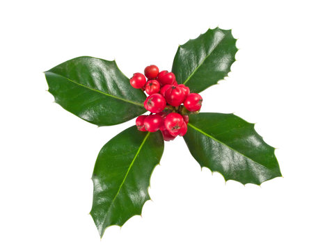 Holly Berry isolated on a white background.