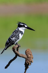 Pied Kingfisher (Ceryle rudis)