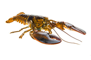 Raw lobster