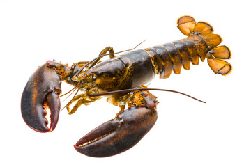 Raw lobster
