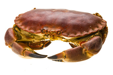 Raw crab